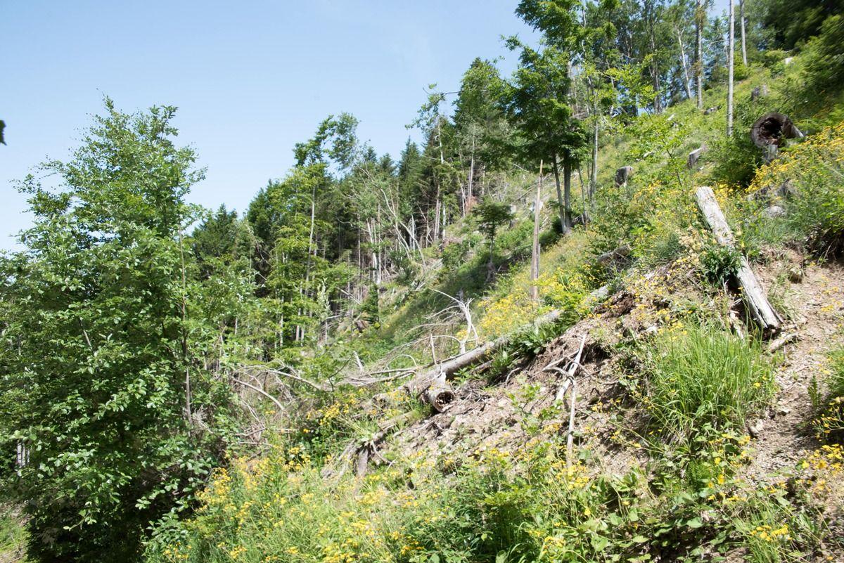 Reforest'Action lève 20 M€ pour régénérer les écosystèmes