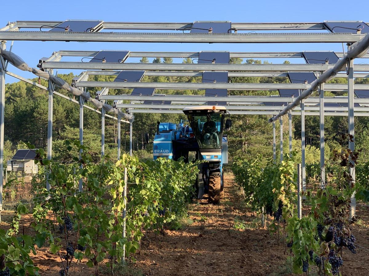 TotalEnergies acquiert Ombrea pour stimuler l'agrivoltaïsme durable